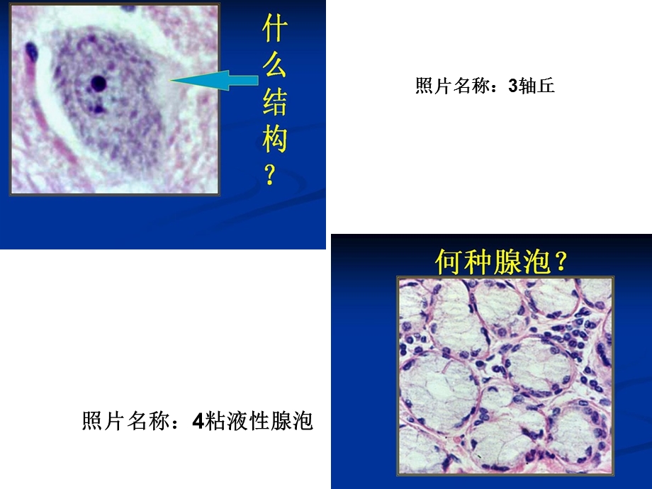 组织学与胚胎学的玻.ppt_第2页