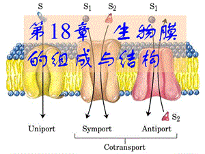 脂质与生物膜.ppt