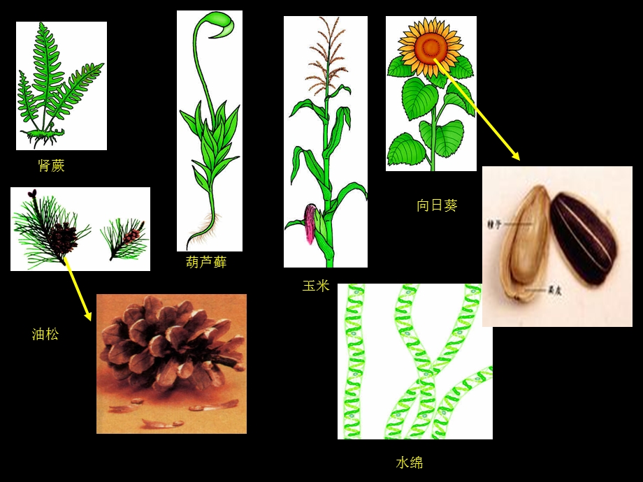 生物的多样性及其保护复习课件.ppt_第3页