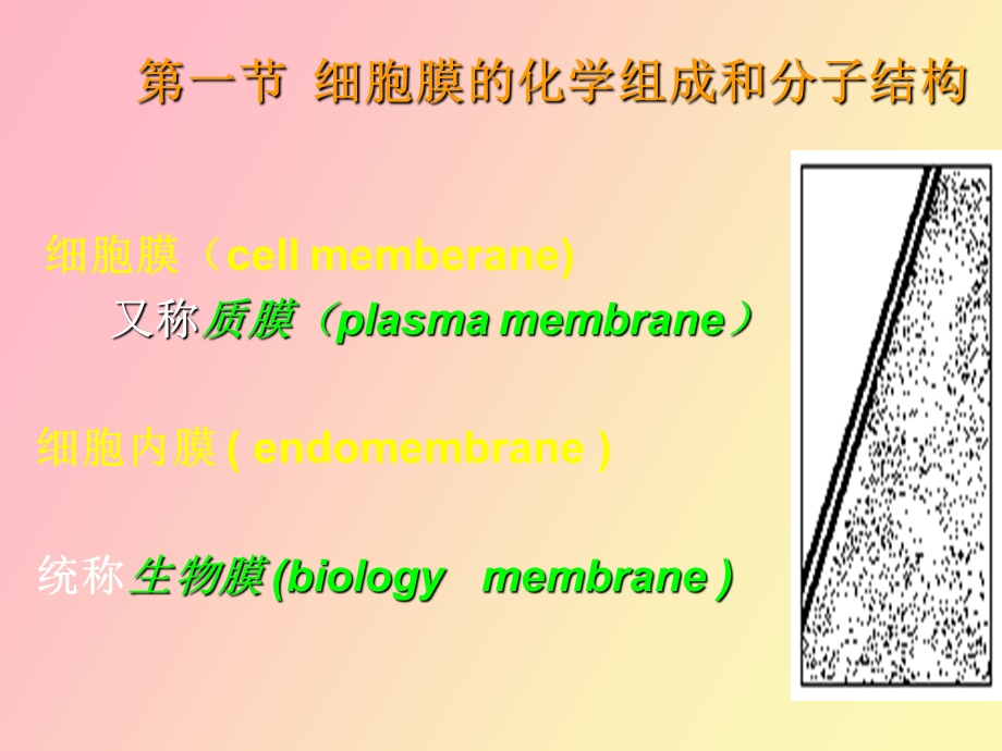 细胞生物学细胞膜.ppt_第3页