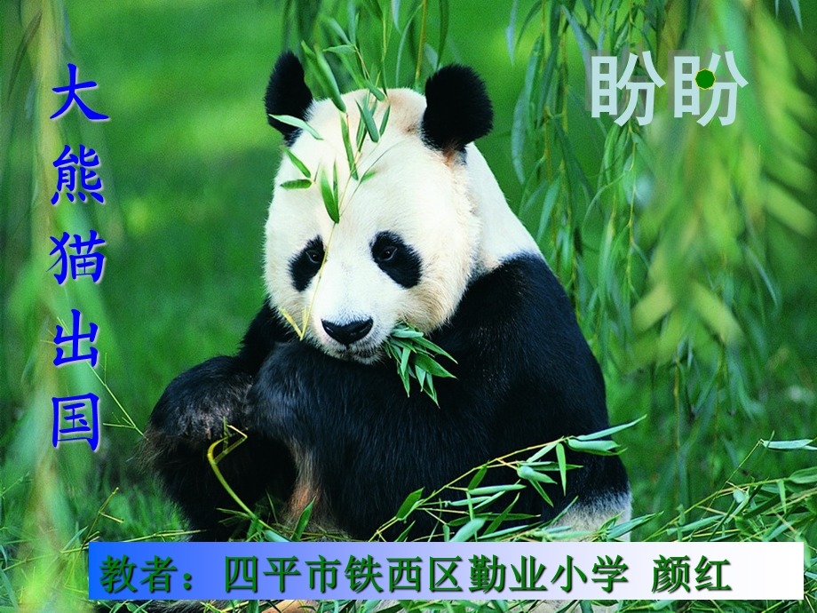 大熊猫出国.ppt_第1页