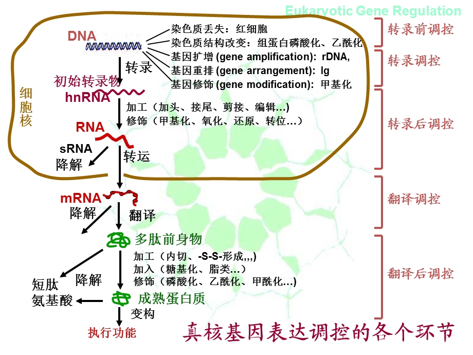 真核基因mRNA的成熟.ppt_第3页