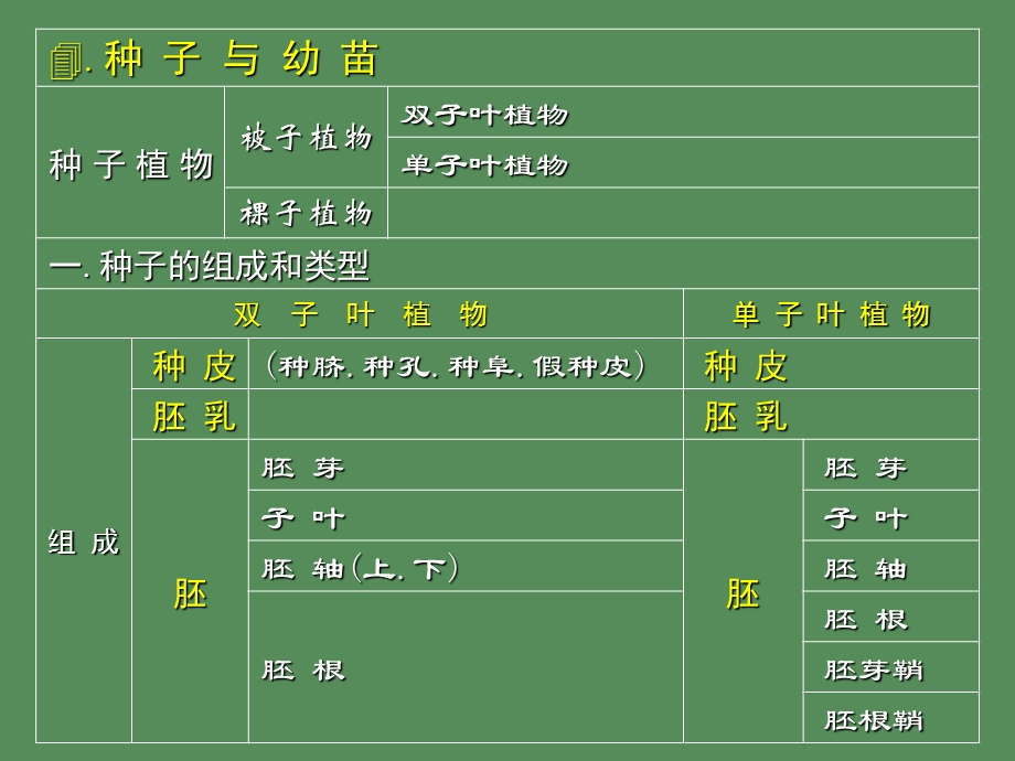 胚根胚根胚轴胚.ppt_第1页