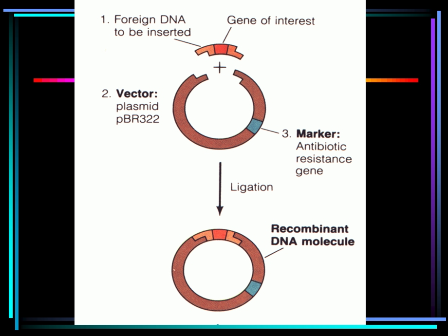 重组DNA技术.ppt_第2页