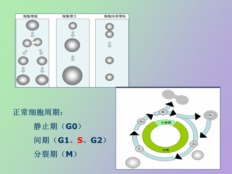 肿瘤及其他细胞增生性疾病的修.ppt_第3页