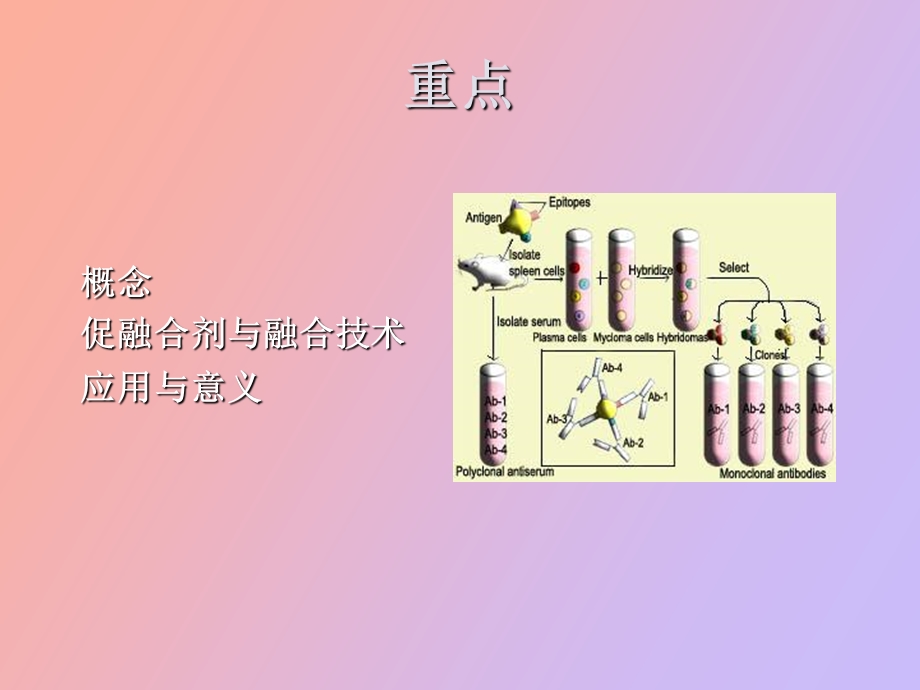 细胞生物学实验-细胞融合.ppt_第2页