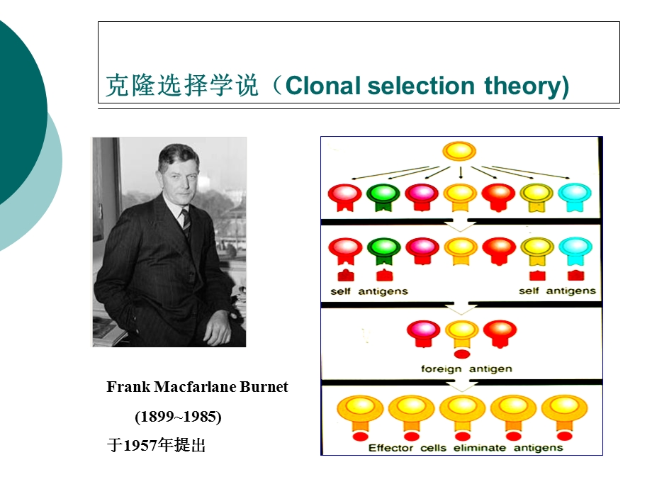 自身免疫病和免疫缺陷.ppt_第2页