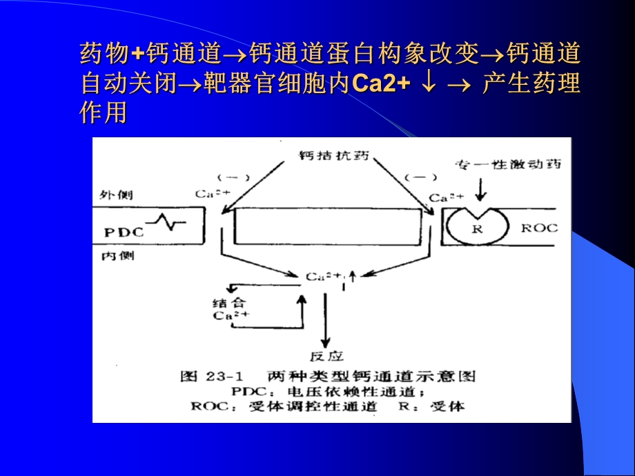 药理学第21章钙通道阻滞药.ppt_第3页