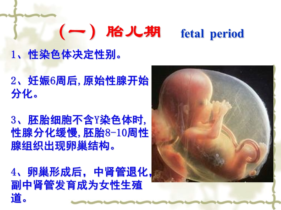 女性生殖系统生理ppt课件.ppt_第3页