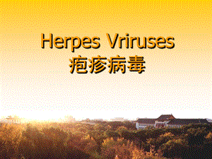 疱疹病毒HerpesVriru.ppt