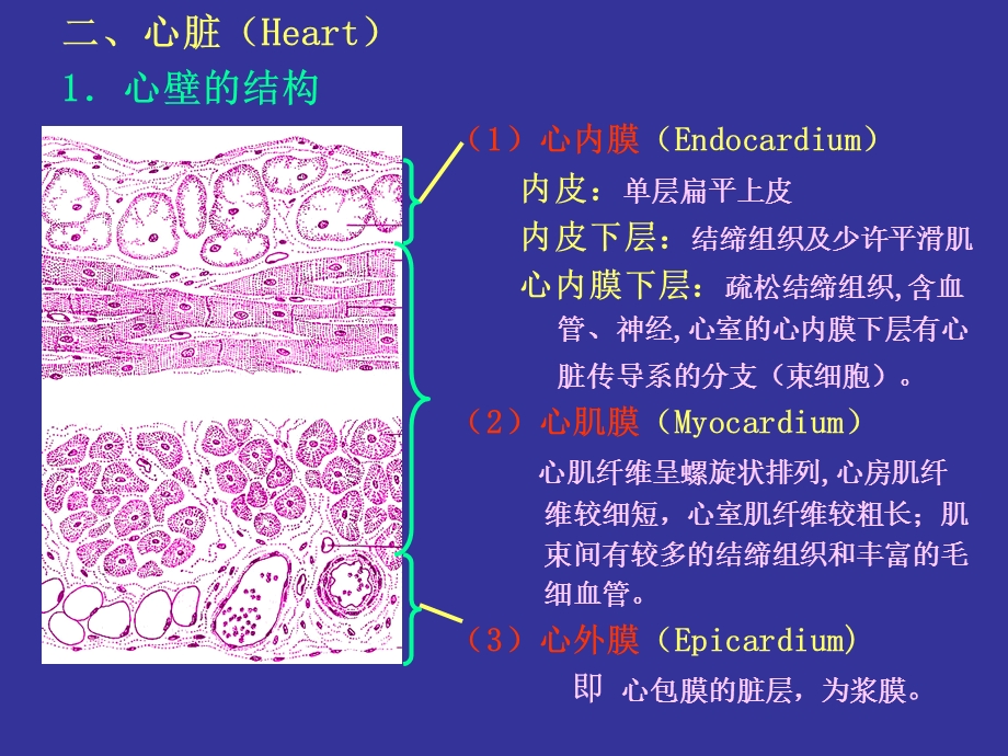 组织学与胚胎学华西课件循环幻灯.ppt_第3页