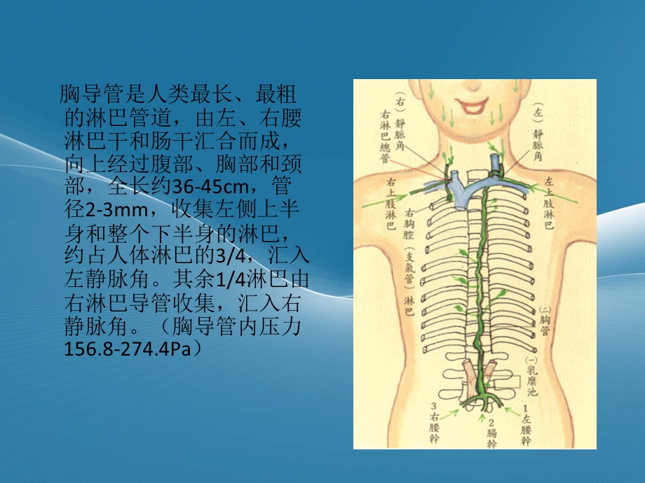 胸导管的临床解剖.ppt_第2页