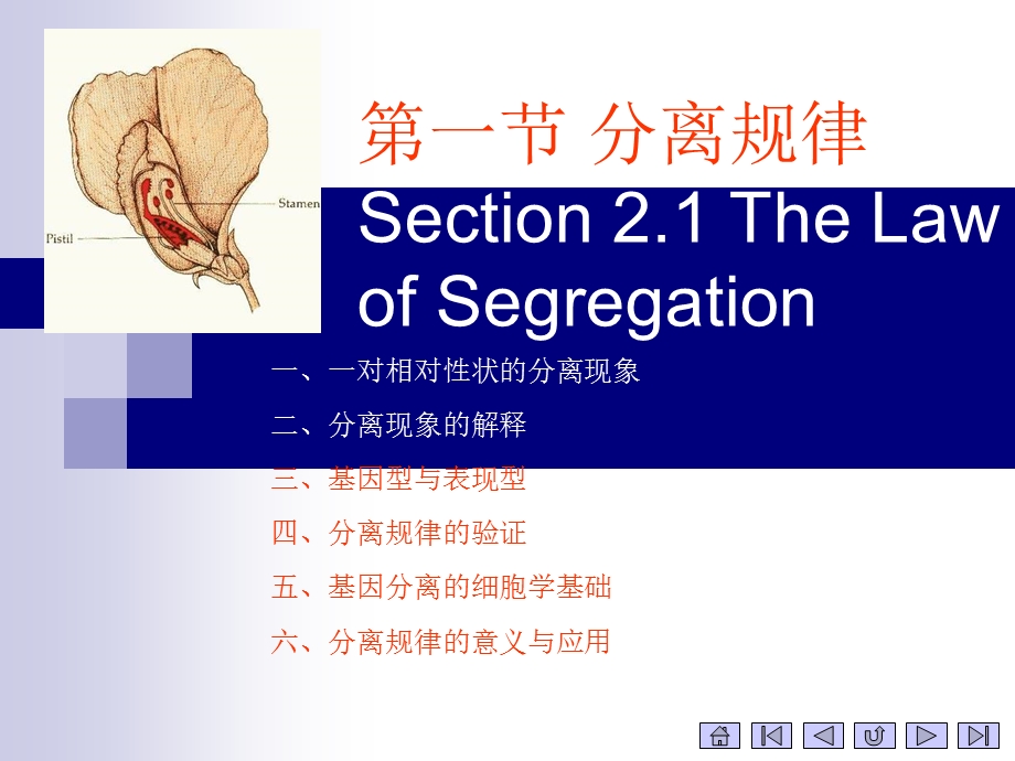 现代遗传学2孟德尔定律.ppt_第3页