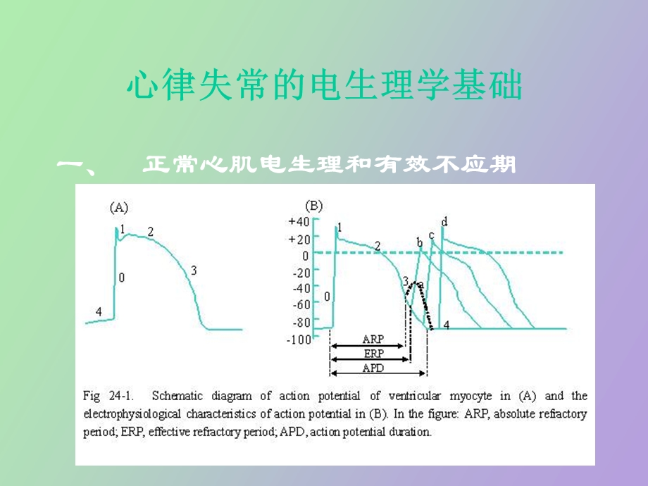 药理学抗心律失常药.ppt_第3页