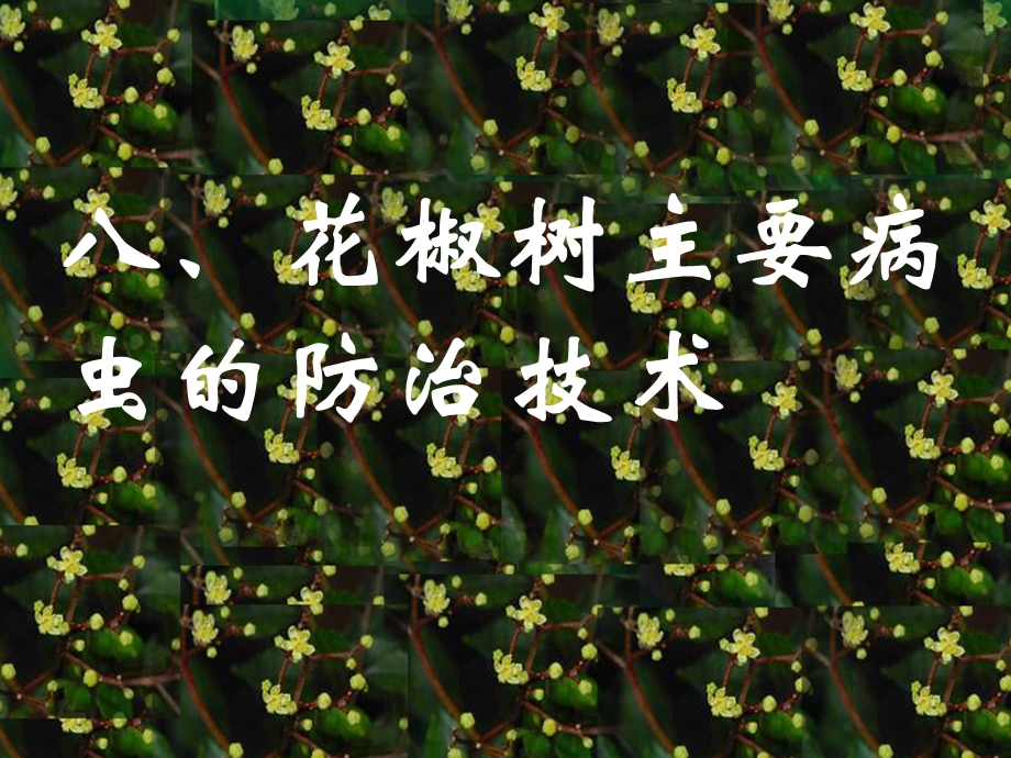 花椒病虫害防治.ppt_第1页