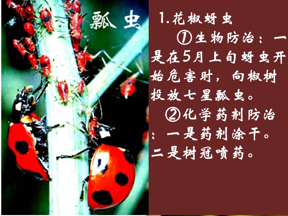 花椒病虫害防治.ppt_第3页