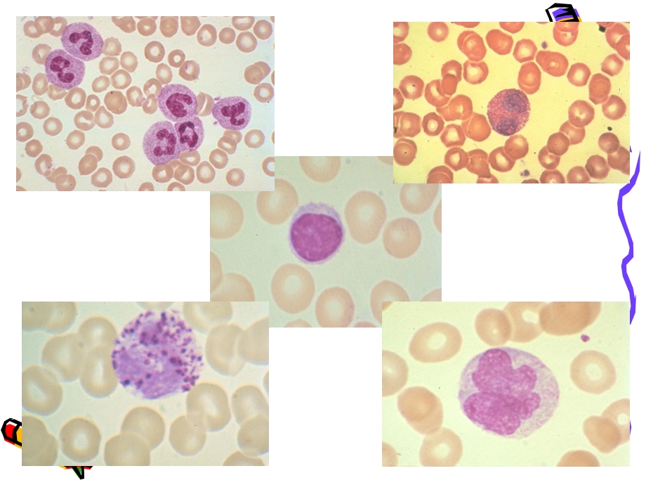 白细胞计数和白细胞分类.ppt_第2页