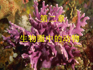 腔肠软体环节节肢动物.ppt