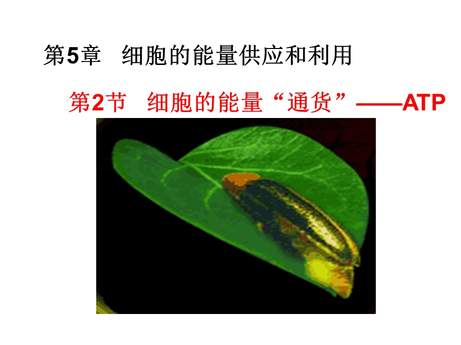 细胞的能量通货-ATP.ppt_第2页