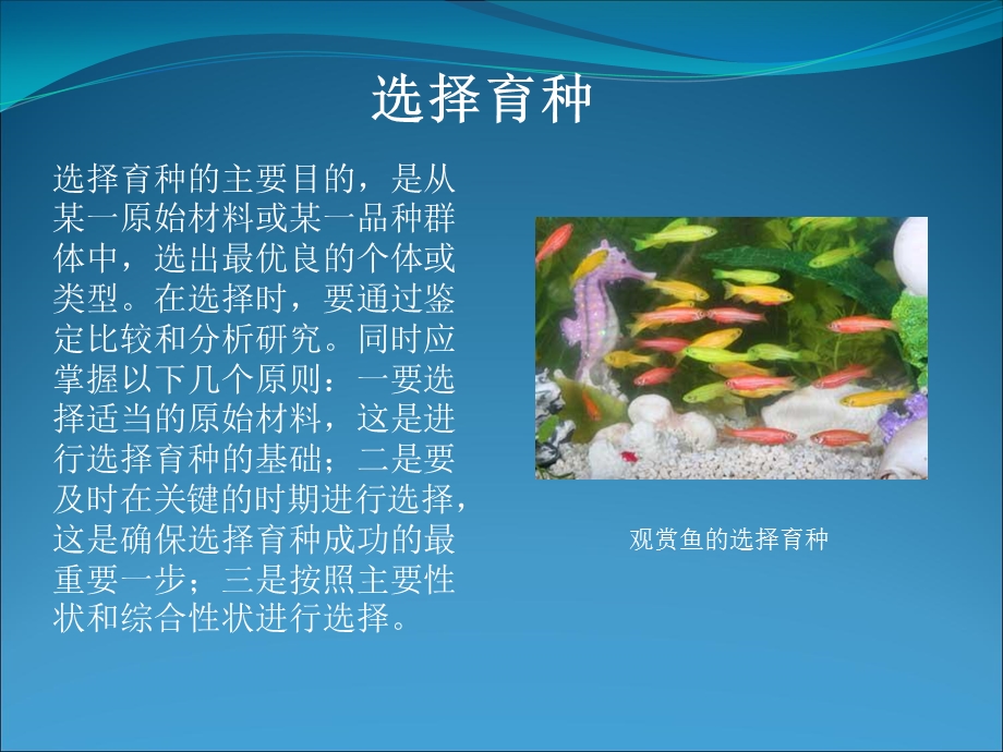 现代生物技术在育种上的应用.ppt_第3页