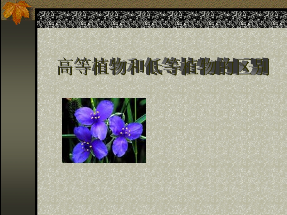 等植物与低等植物的区别.ppt_第1页