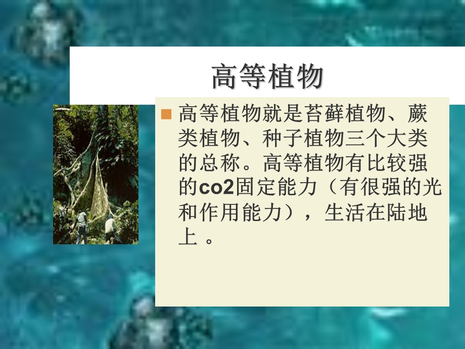 等植物与低等植物的区别.ppt_第2页