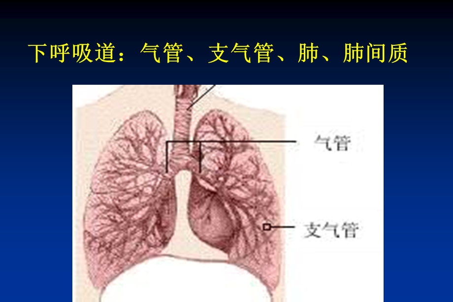 老年肺炎与抗菌药物的应用.ppt_第3页