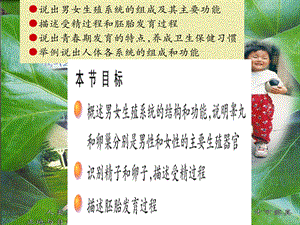 精卵结合孕育新的生命.ppt