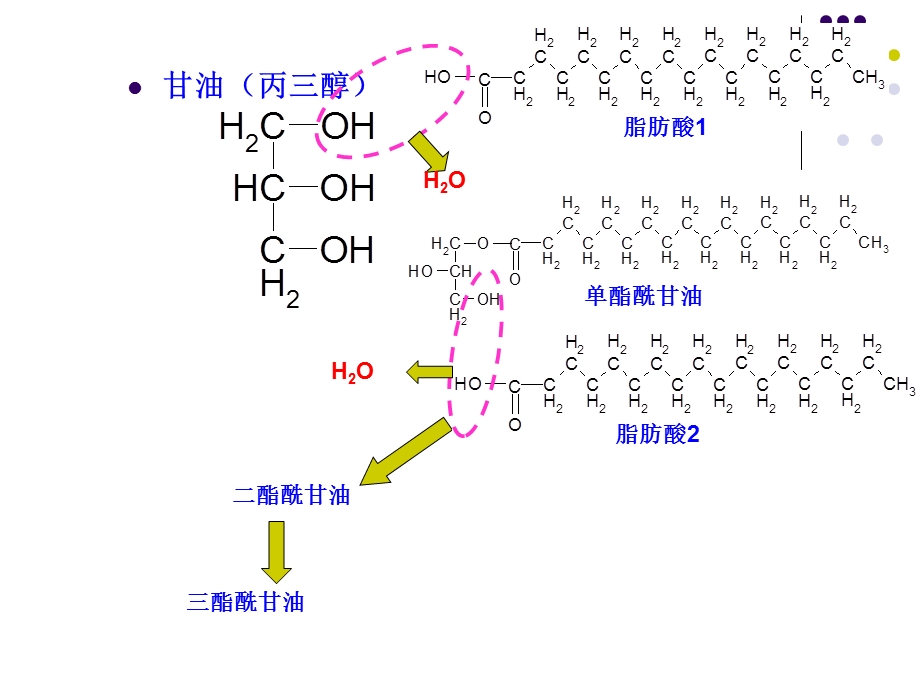 生物化学第八章脂类代谢.ppt_第3页