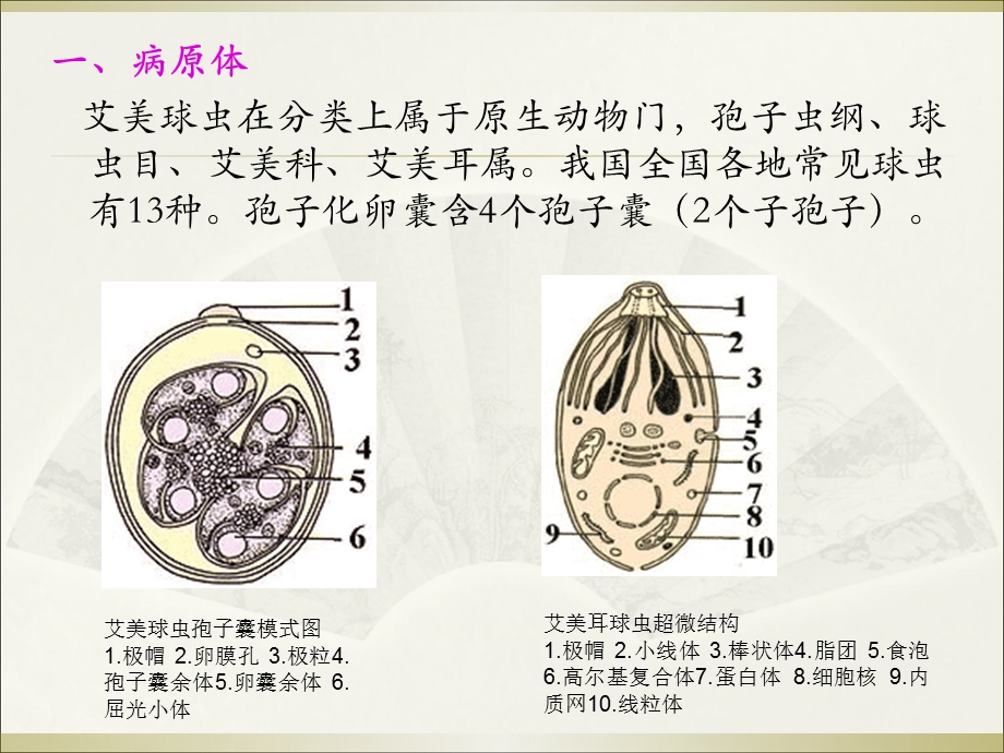 球虫概述和常见球虫病详细内容.ppt_第2页