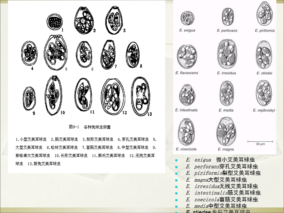 球虫概述和常见球虫病详细内容.ppt_第3页