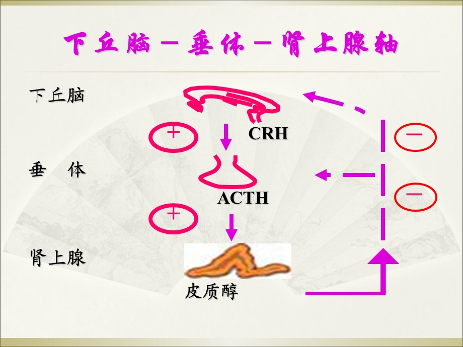 肾上腺皮质功能减退症.ppt_第2页