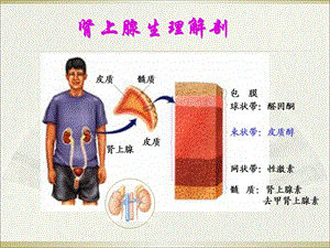 肾上腺皮质功能减退症.ppt