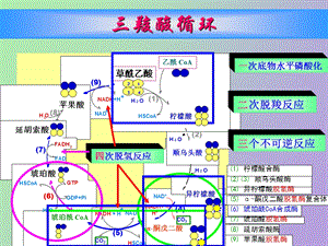 物质代谢及其调节.ppt