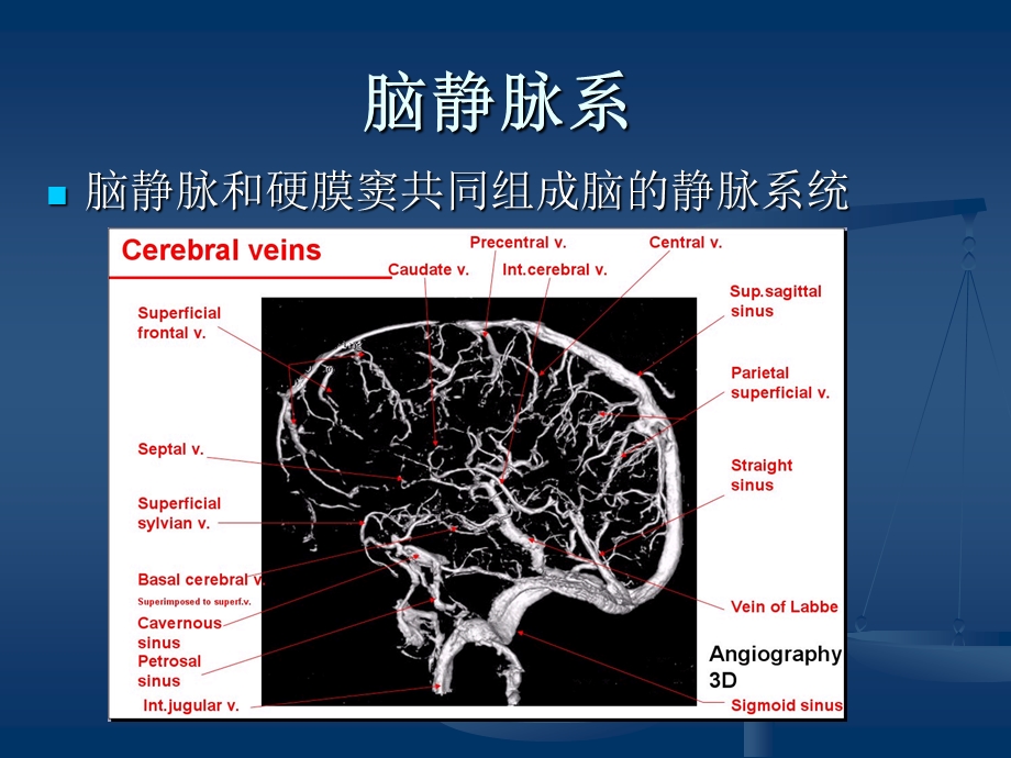 脑血管解剖(脑静脉系).ppt_第1页