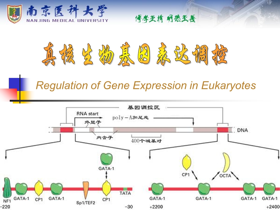 真核生物基因表达调控eukaryoticgeneregulationwxj.ppt_第1页