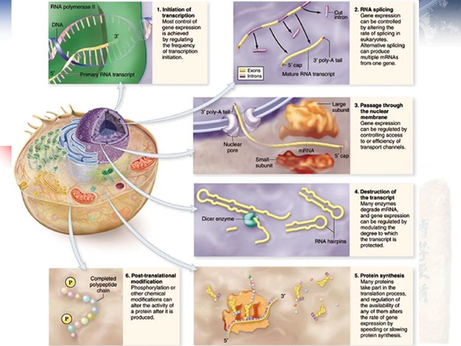 真核生物基因表达调控eukaryoticgeneregulationwxj.ppt_第2页