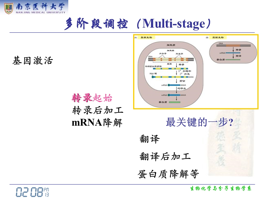 真核生物基因表达调控eukaryoticgeneregulationwxj.ppt_第3页