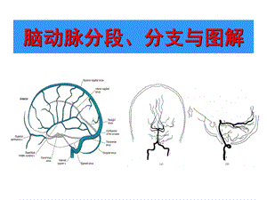 脑动脉分段、分支与图解.ppt