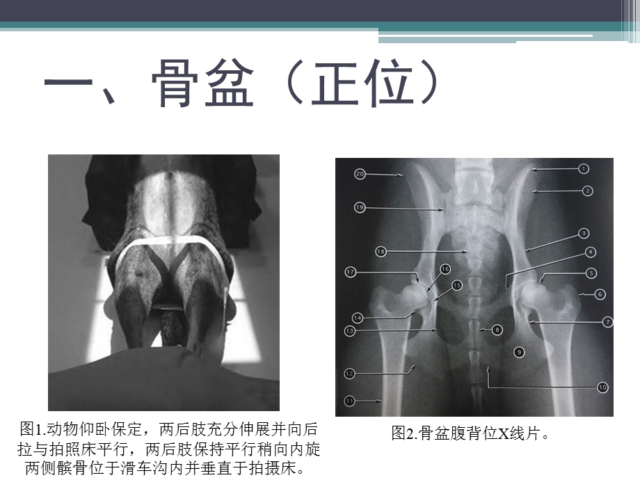 犬猫X线摆位-后肢.ppt_第3页