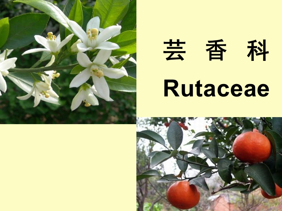 药用植物学-芸香科完整.ppt_第1页