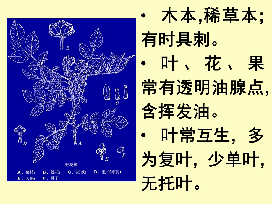 药用植物学-芸香科完整.ppt_第2页