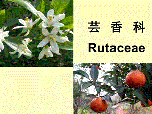 药用植物学-芸香科完整.ppt