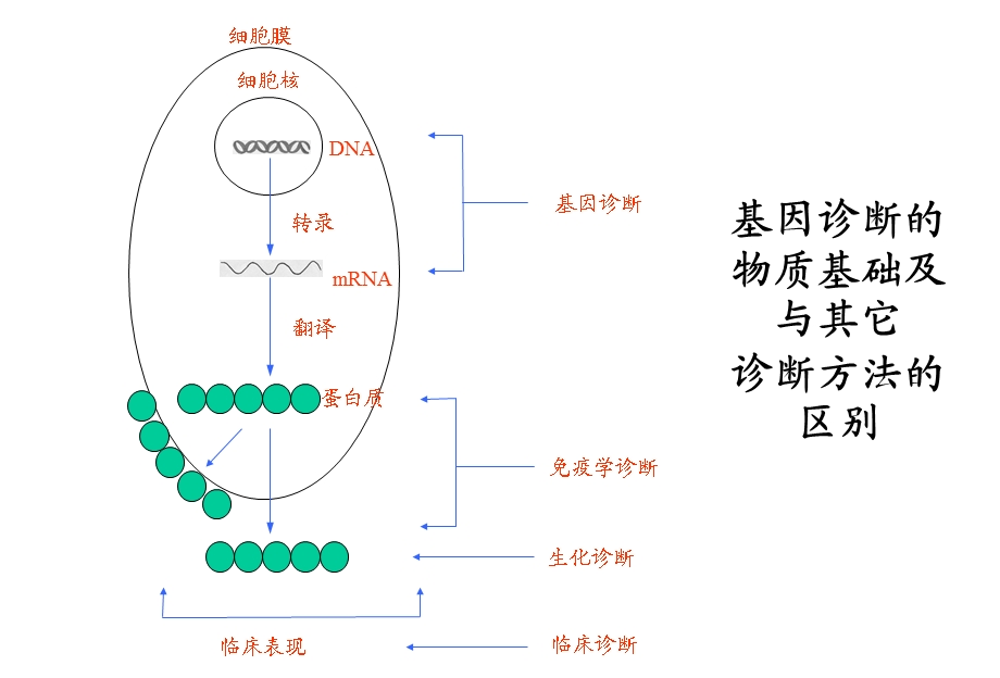 荧光定量PCR技术临床应用.ppt_第3页