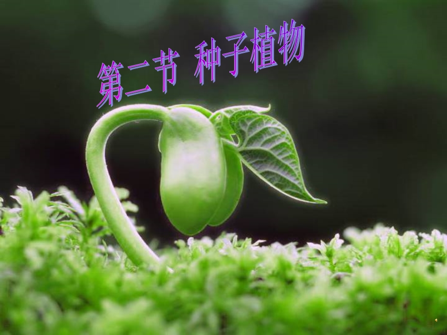 种子植物课件公开课.ppt_第3页