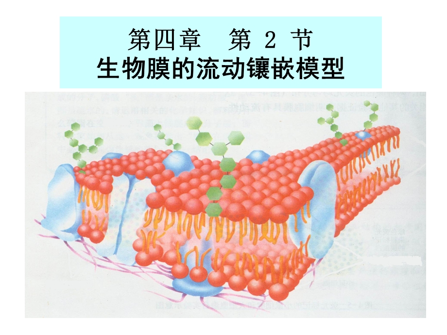 细胞膜的流动镶嵌模型-Ala.ppt_第1页