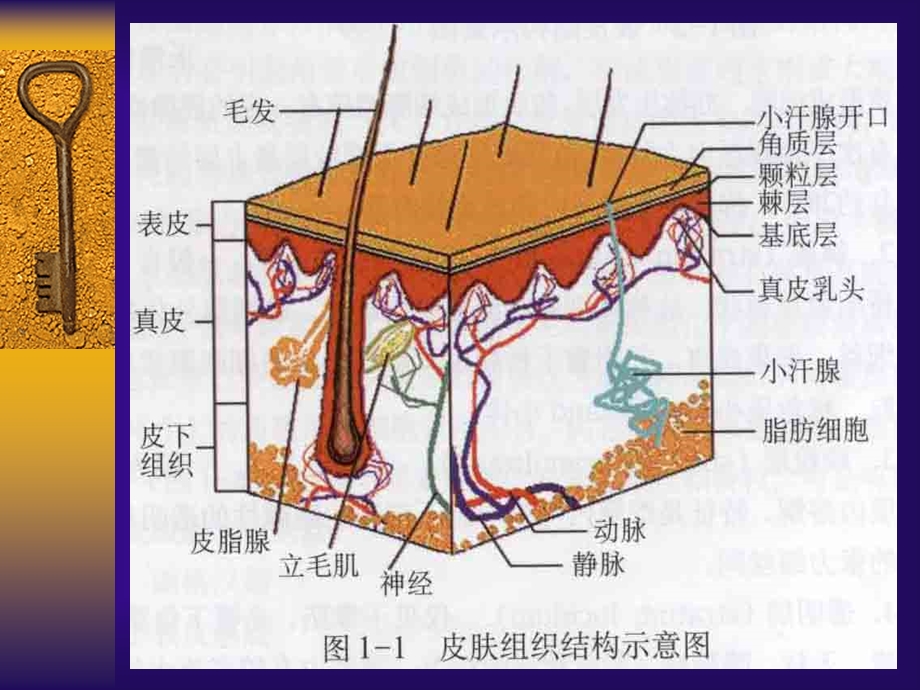 皮肤的解剖和组织学.ppt_第3页