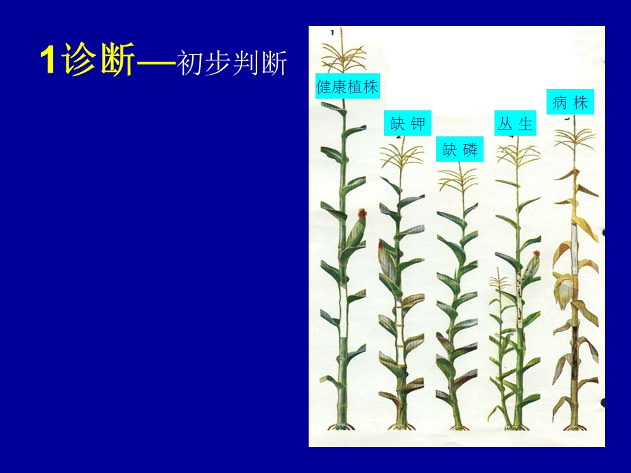 玉米主要病虫害识别.ppt_第2页