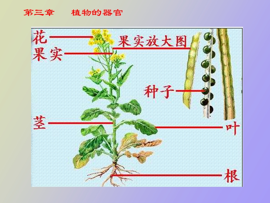 药用植物学根.ppt_第2页