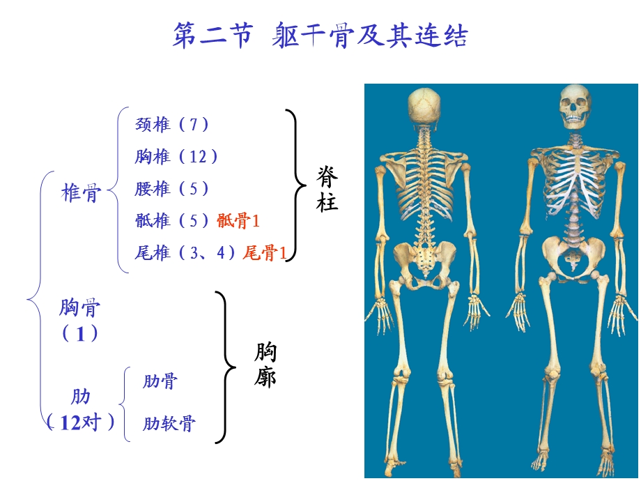 系统解剖学-第二节躯干骨及其连结.ppt_第1页